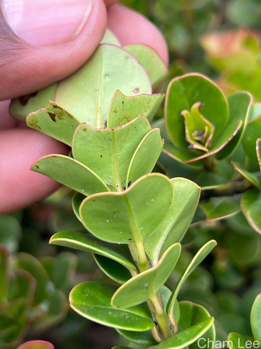 Syzygium rotundifolium Arn.